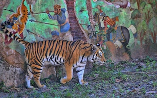 Tiger_Nepal