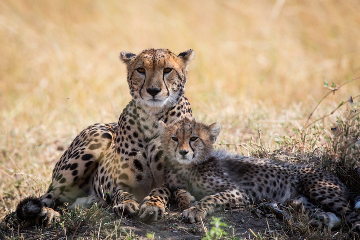 cheetah cubs