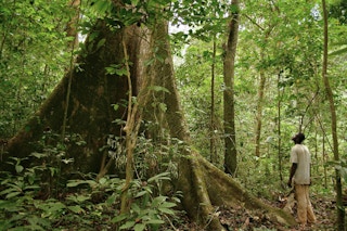 gabon rainforest