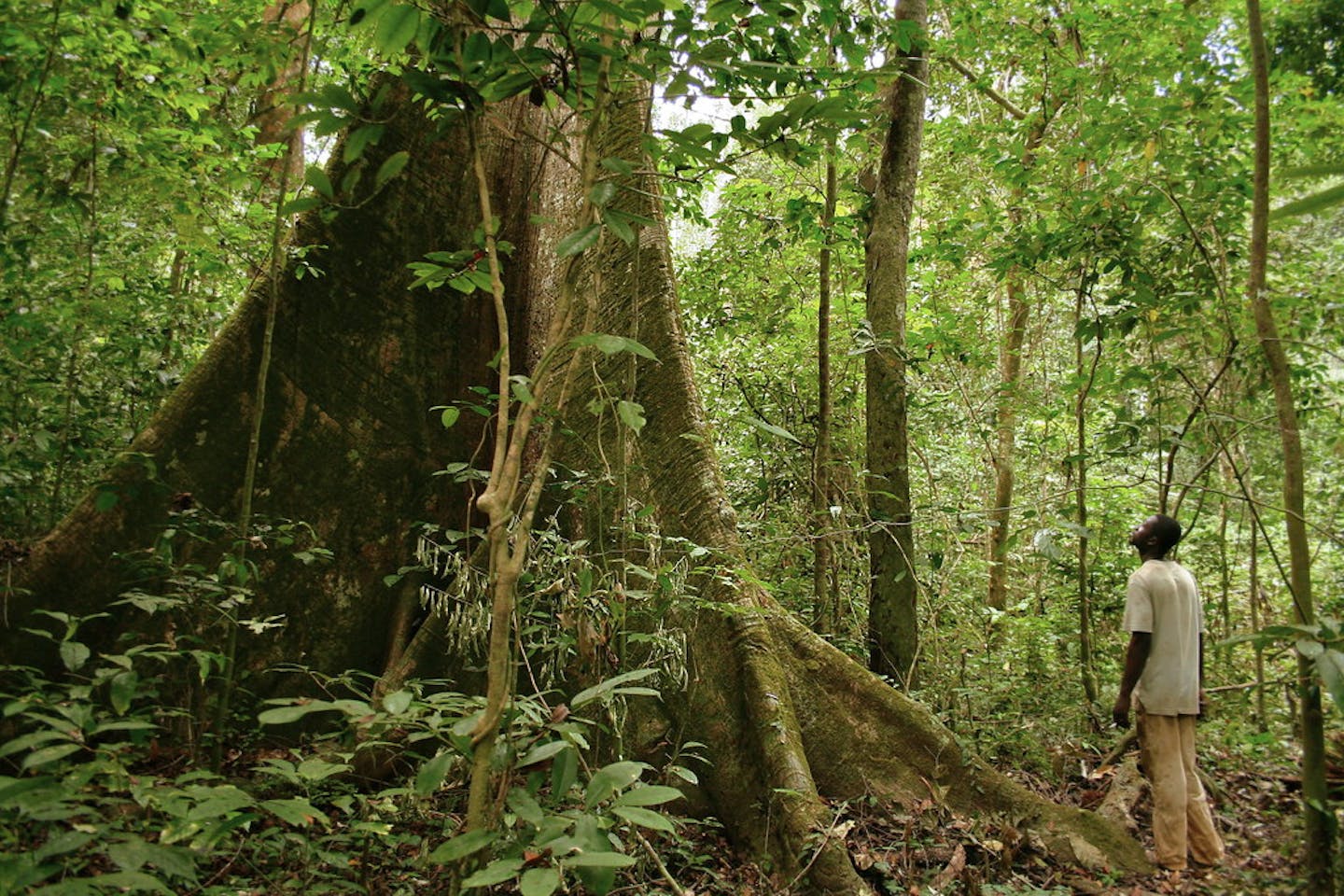 gabon rainforest