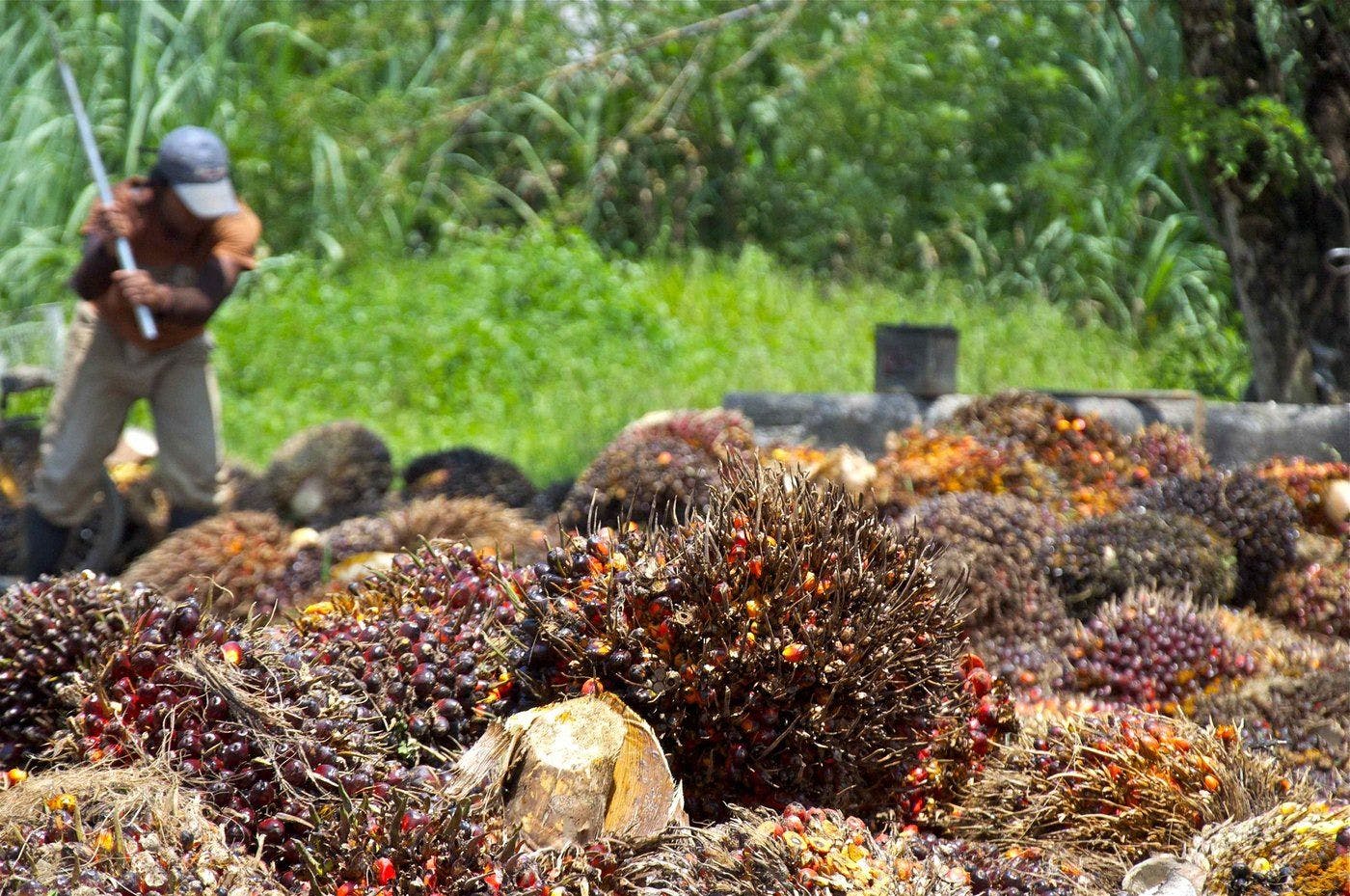 Palm oil