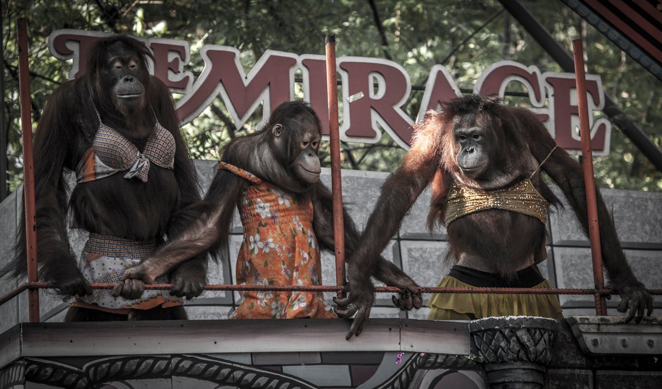 Orangutans dressed up at Safari World, Bangkok. Image: Aaron Gegoski