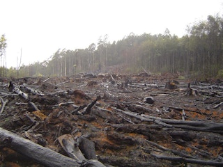 deforestation and destructive human practices