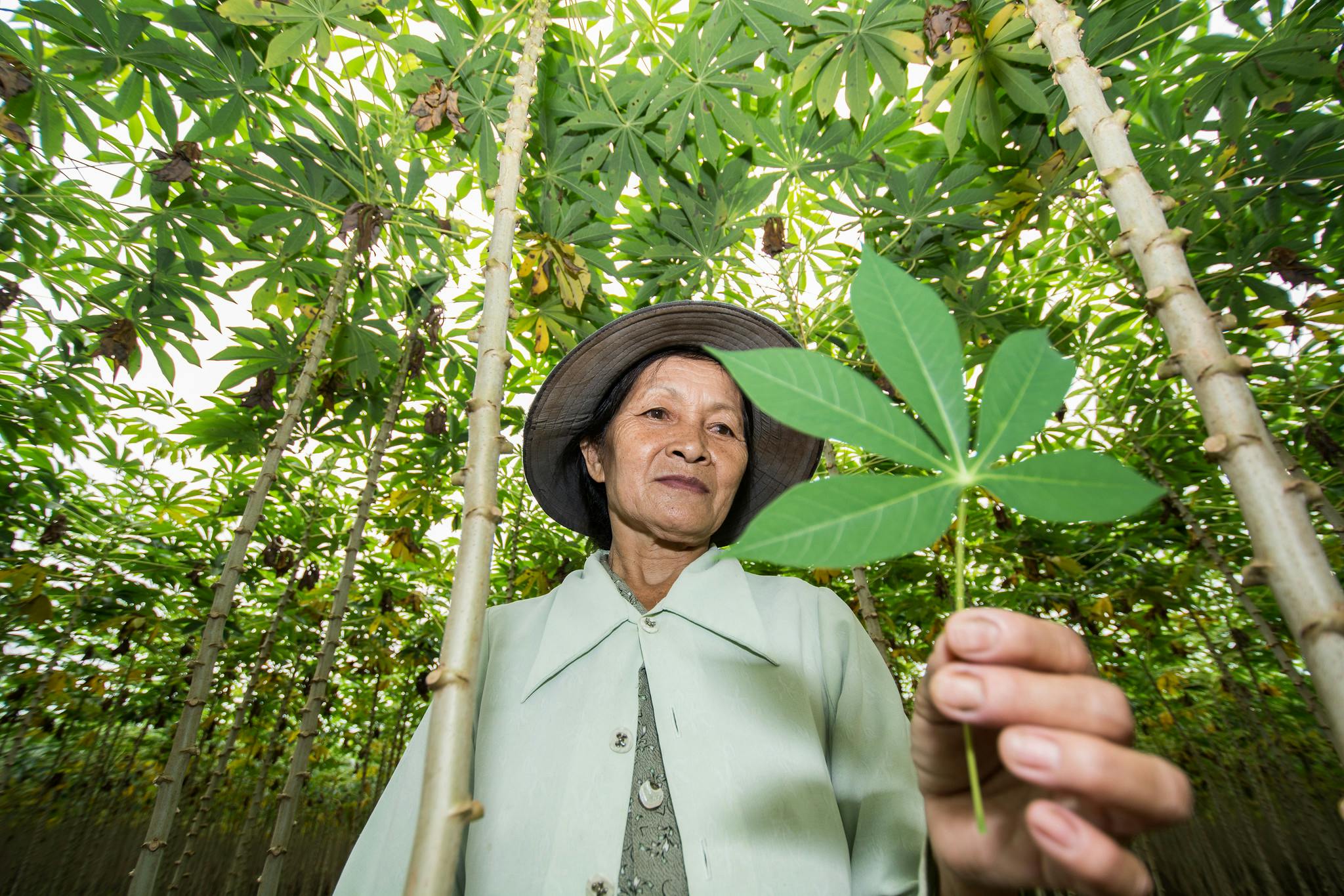 CB_Global_Deforestation_