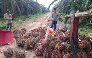 Workers on an RSPO-certified plantation in Jambi, Indonesia.