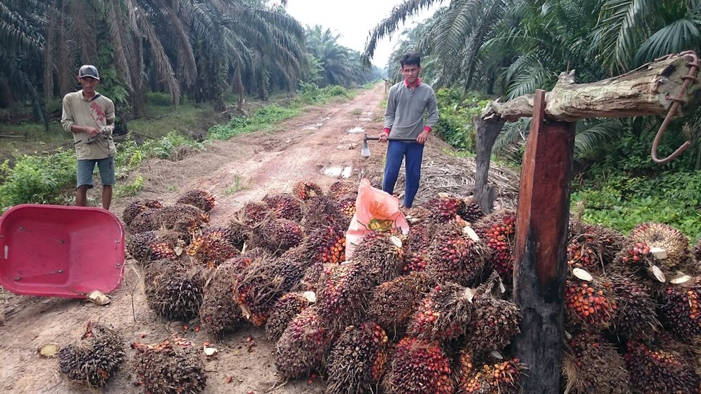 Bringing transparency to the palm oil derivatives supply chain