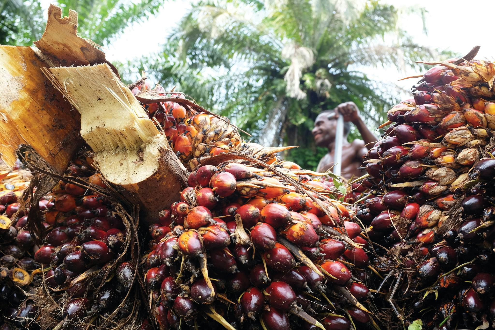 Palm oil plantation-papua