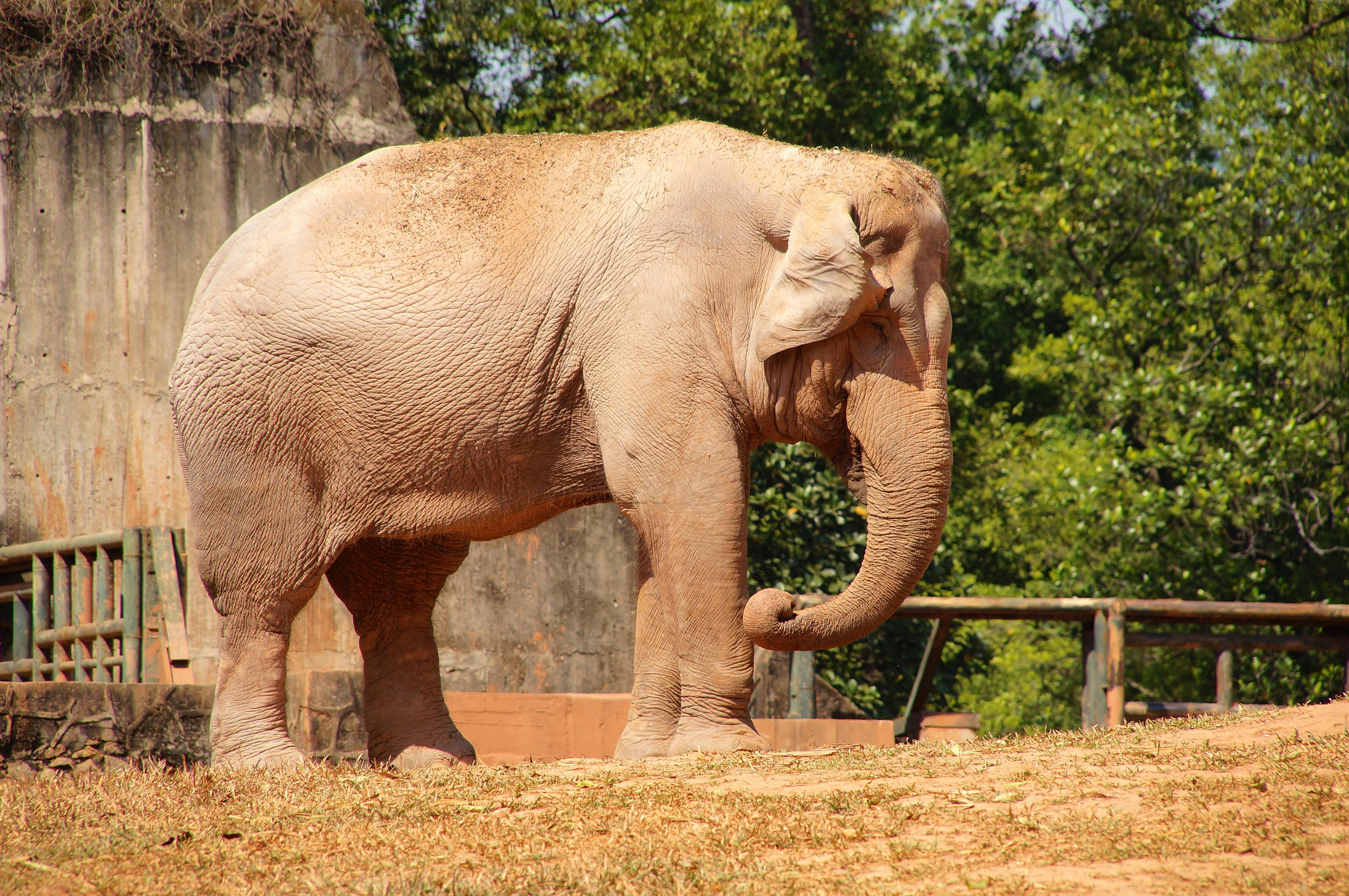 Yunan_Elephant_China