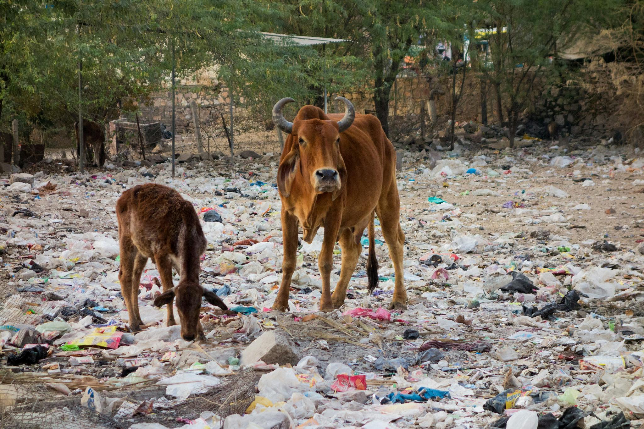 Waste_to_Energy_Landfill_Delhi