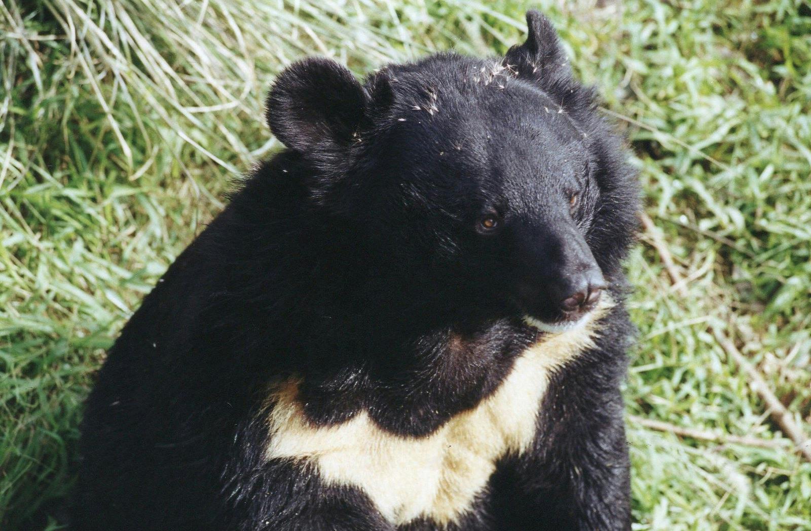 Moon_Bear_Rescue_China