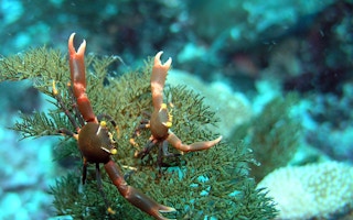 Black_Coral_Crabs_Indonesia
