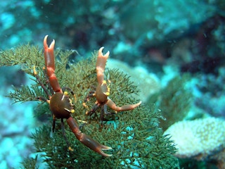 Black_Coral_Crabs_Indonesia