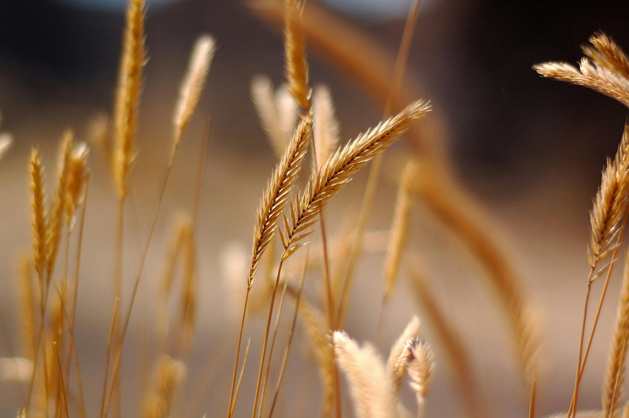 Grain_Food_Security_Russia