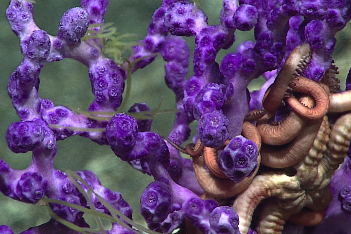 Deep-sea mining rules stall despite mounting urgency