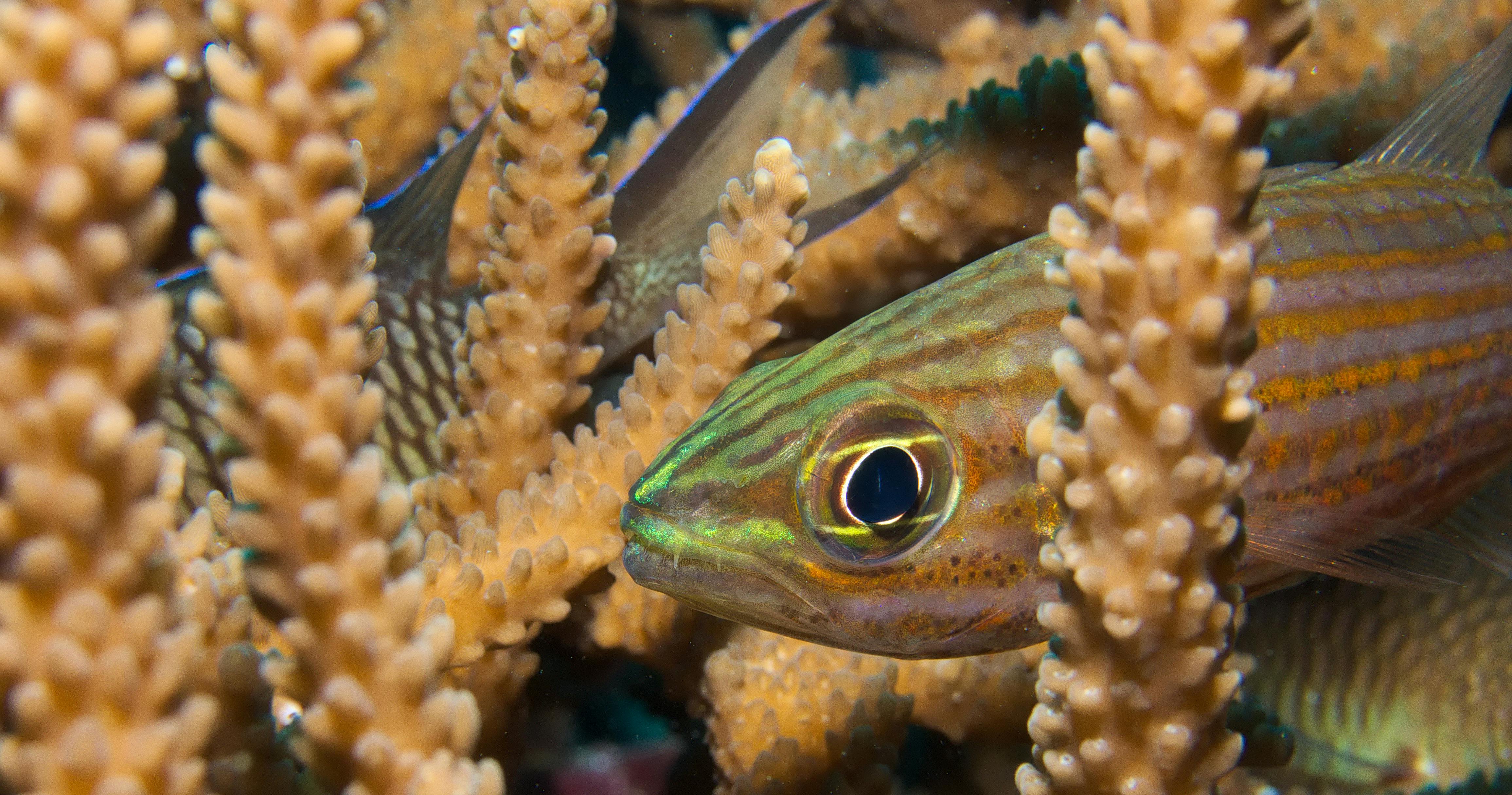 High_Seas_Treaty_Siquijor_Biodiversity