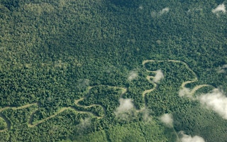 Rainforest in Papua province, Indonesia.