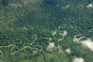 Rainforest in Papua province, Indonesia.