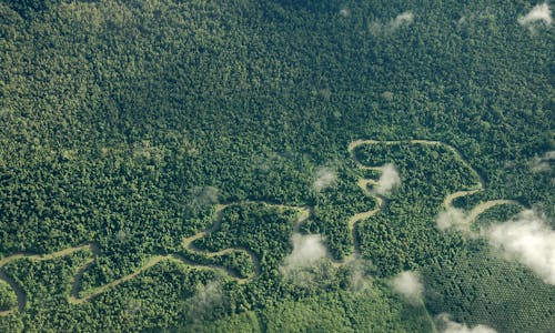 Malaysian firm bidding to clear Indonesian Papua forest loses land bid, but deforestation persists