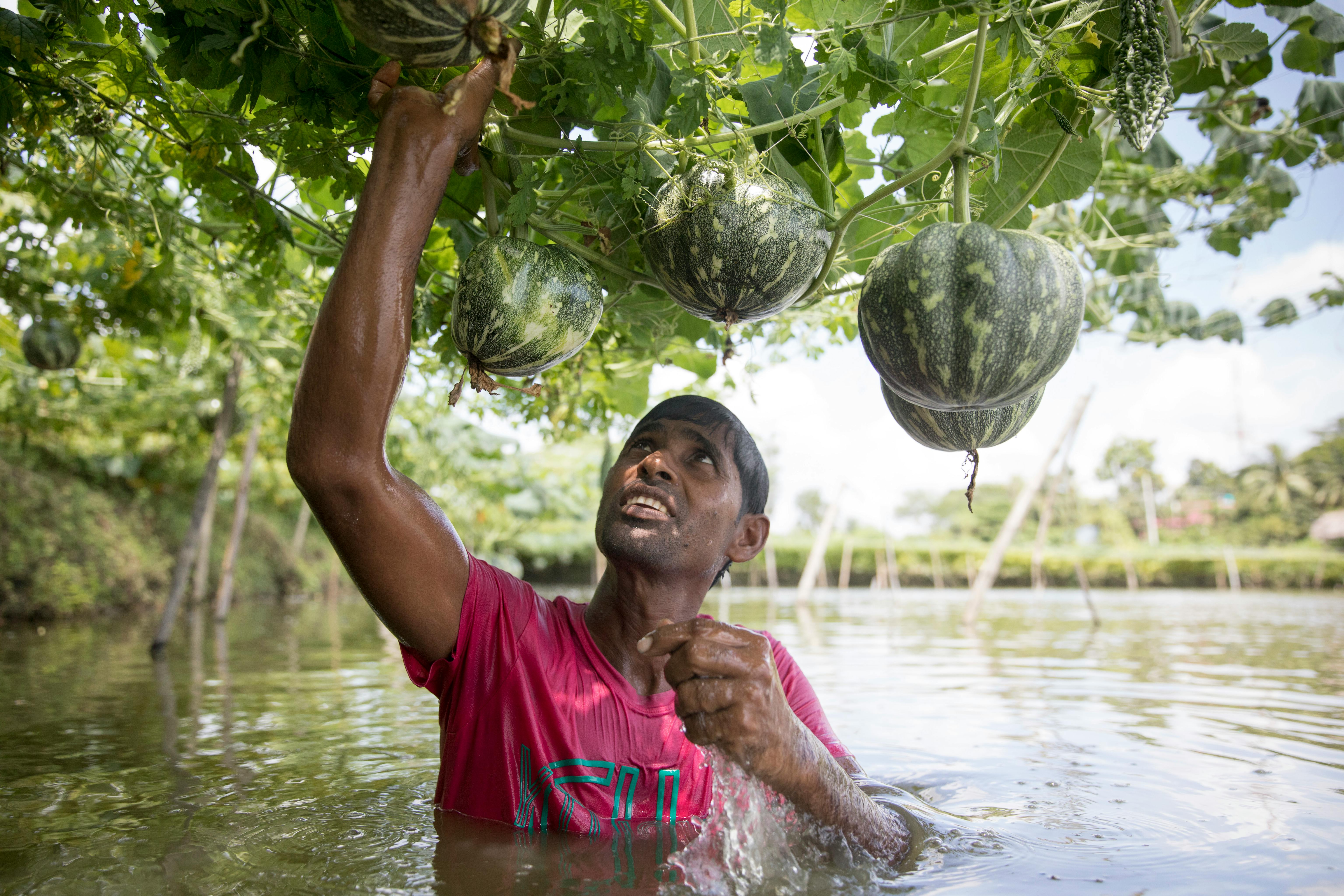 Farmer_Pond_Bangladesh