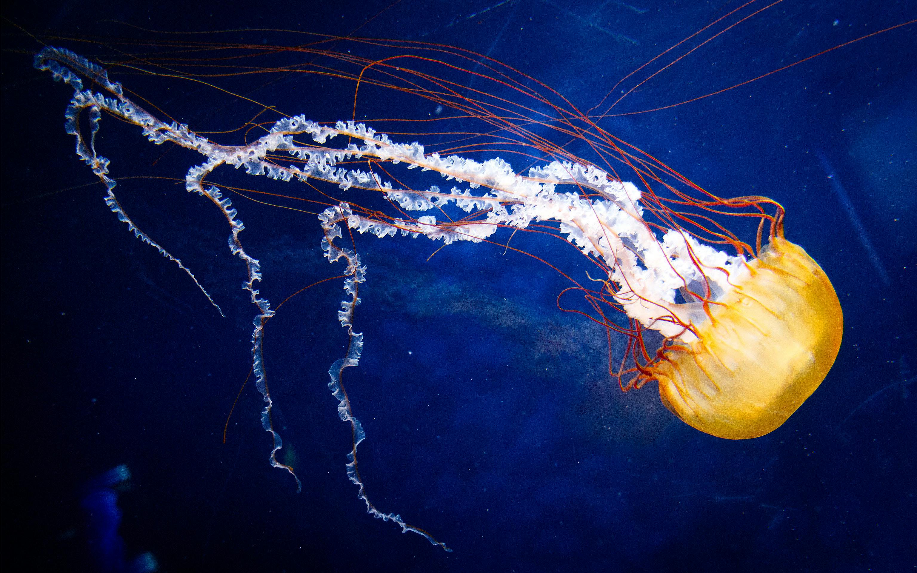 Deep_Sea_Mining_ISA_Trump