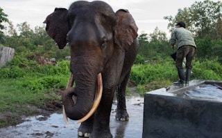 Elephant_Squad_Indonesia