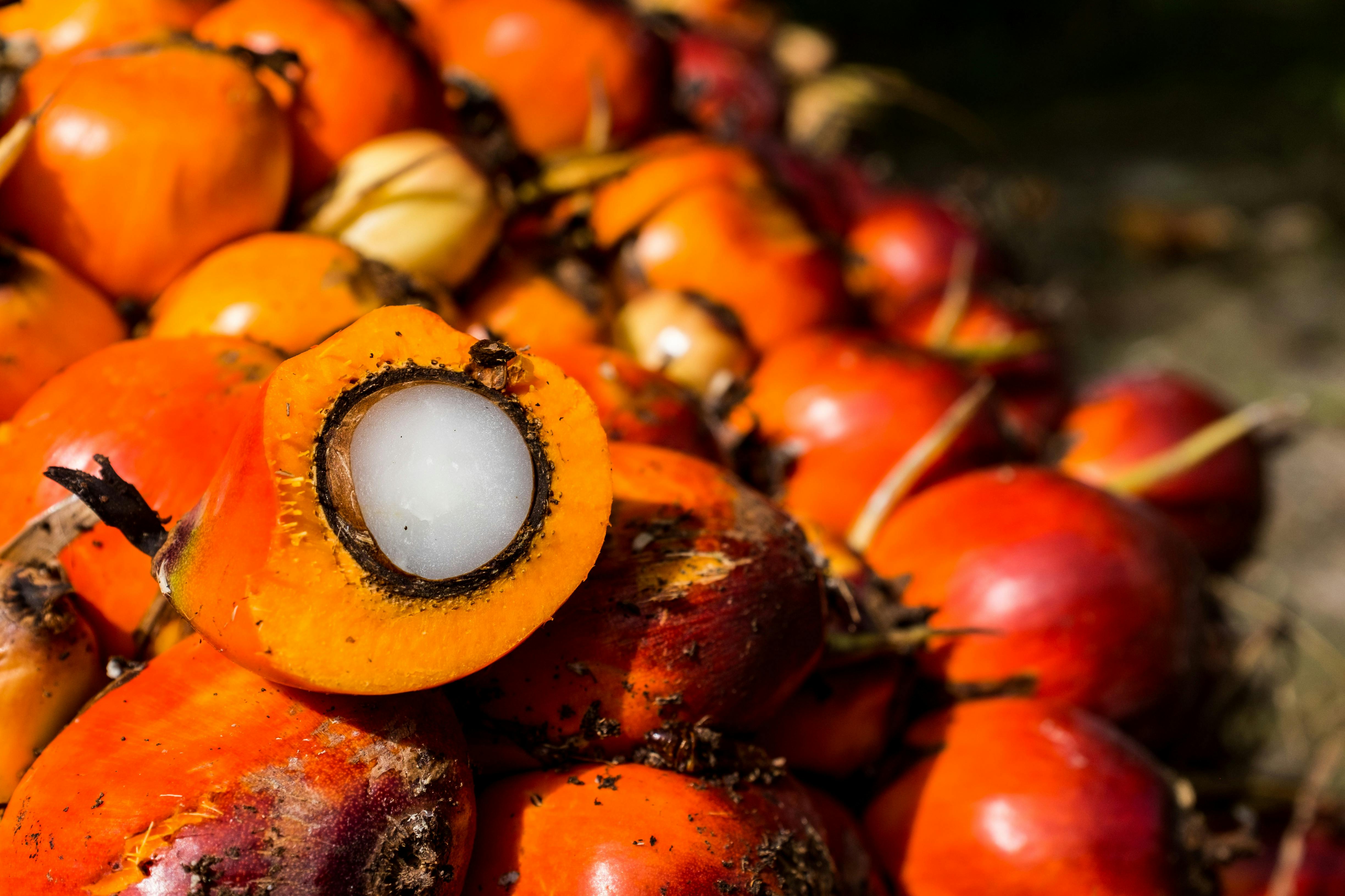 Biofuel_Oil_Palm_Decarbonisation