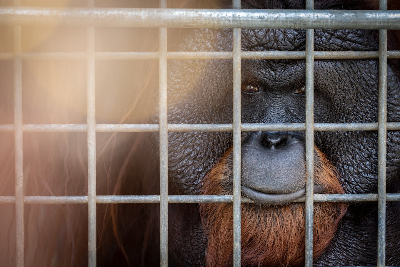 An unreleasable orangutan at the Borneo Orangutan Survival Foundation in Central Kalimantan, Indonesia