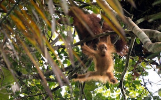 orangutan borneo2