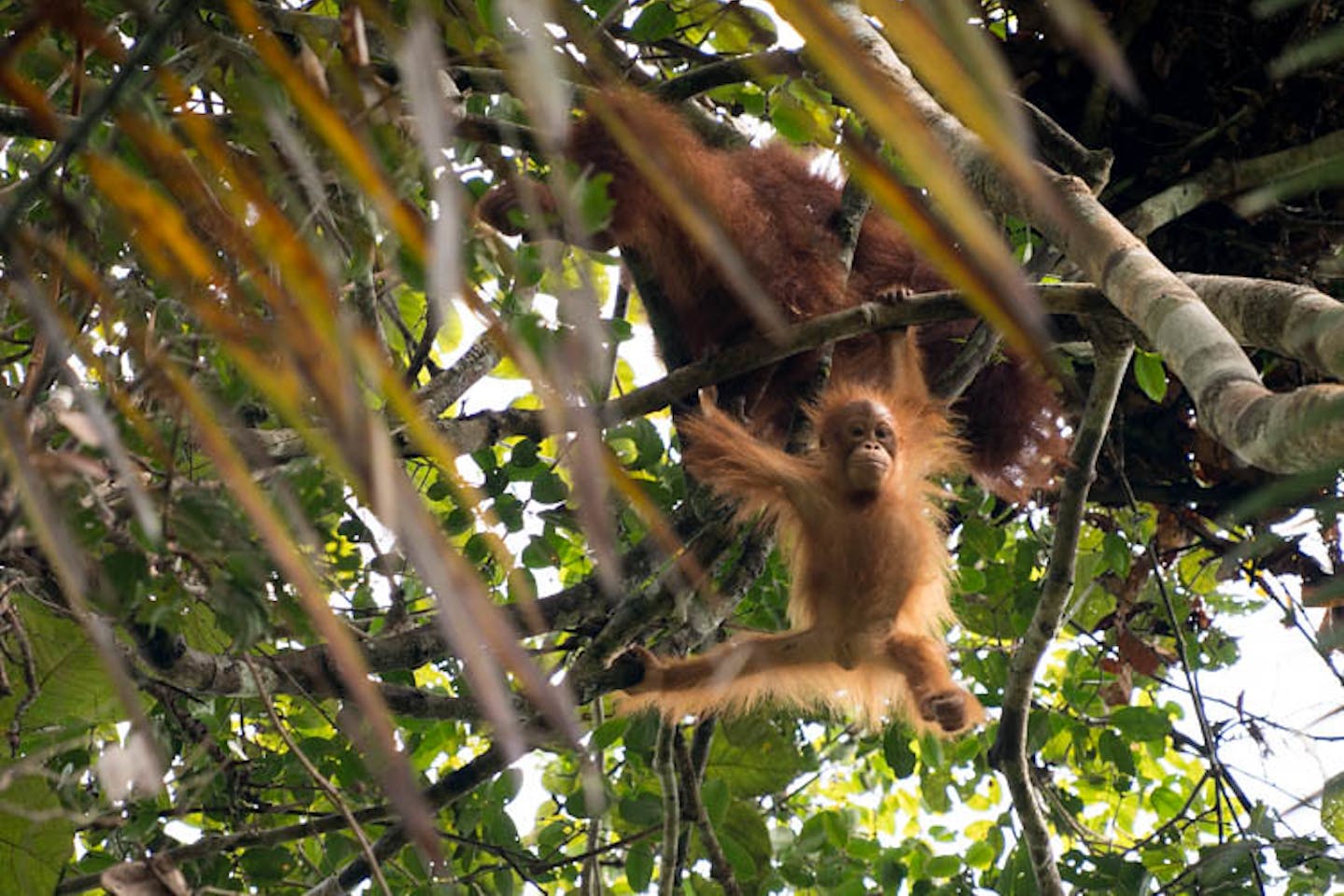 orangutan borneo2