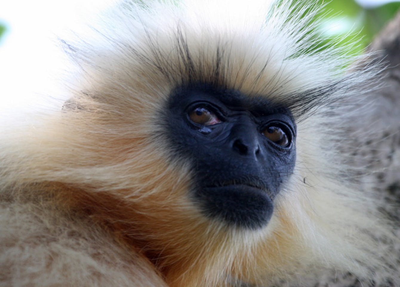 Golden langurs killed by people, roads and power lines in Bhutan | News |  Eco-Business | Asia Pacific