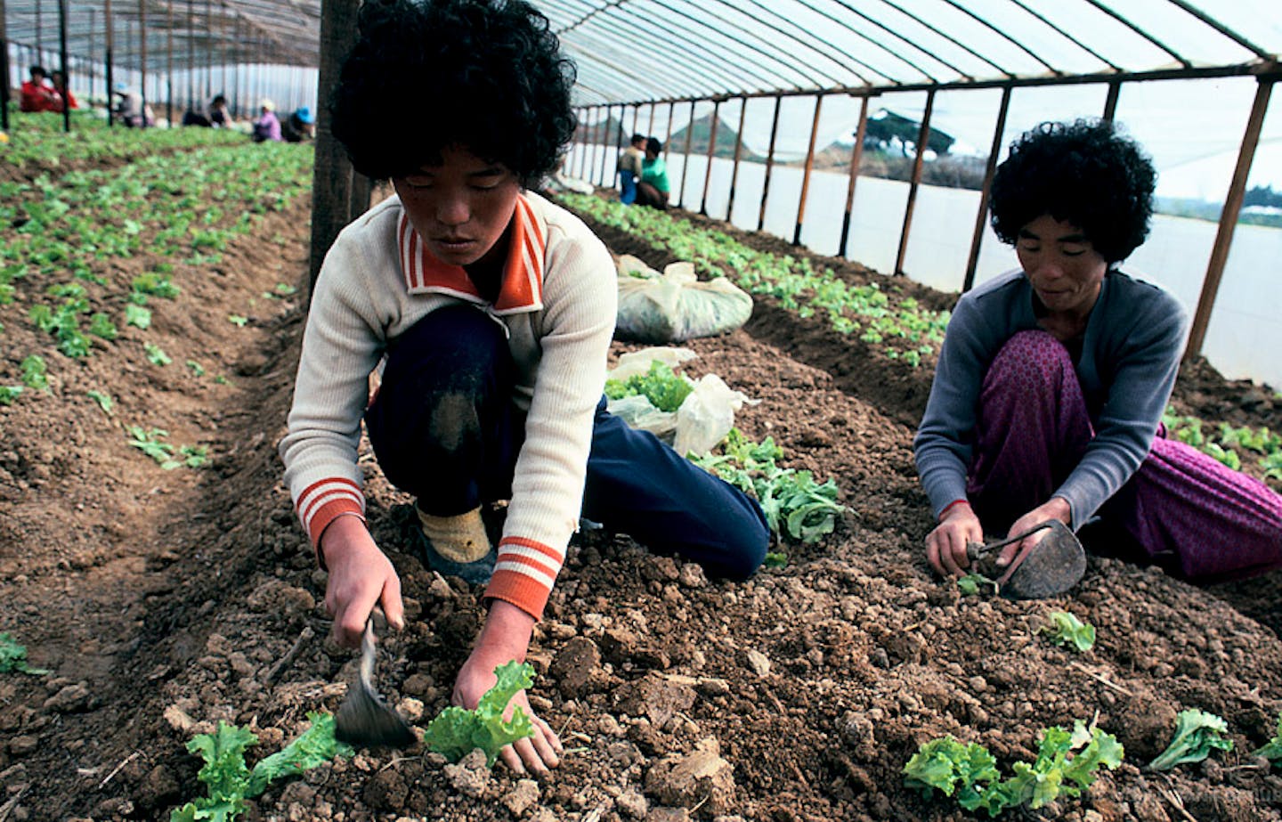 South  Korea  s farming culture points to the future for   South  Korea  s farming culture points to the future for