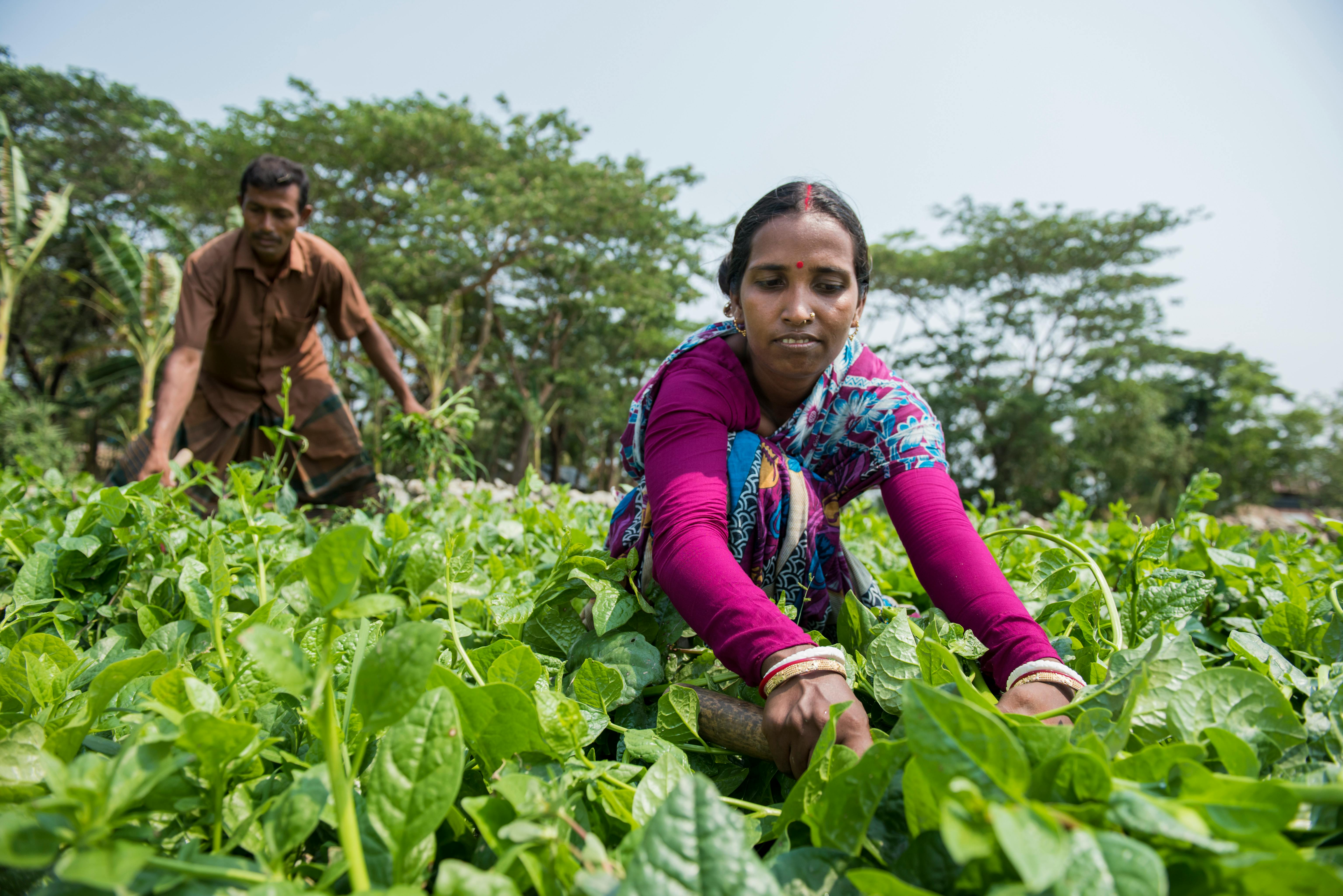 Coastal_Farmers_Bangladesh