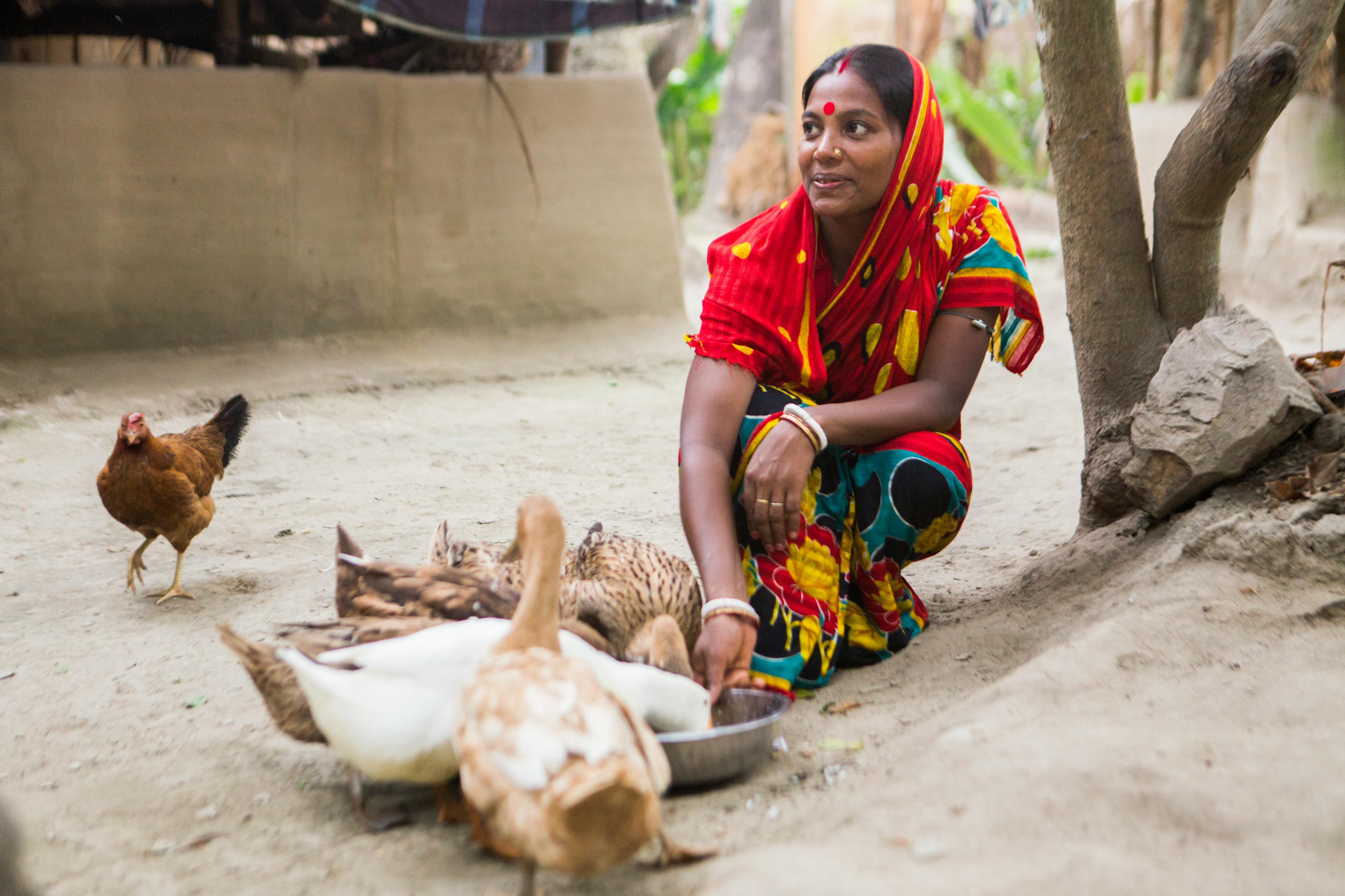 Poultry_Feed_Bangladesh