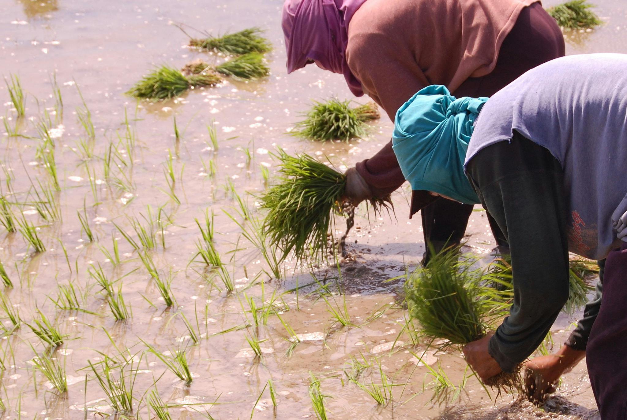 Climate change damages in Philippine crops reach $219 billion: study