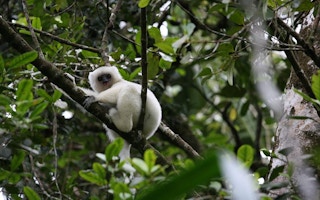 silky sifaka, found in Madagascar