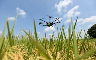 Drones for monitoring rice crops