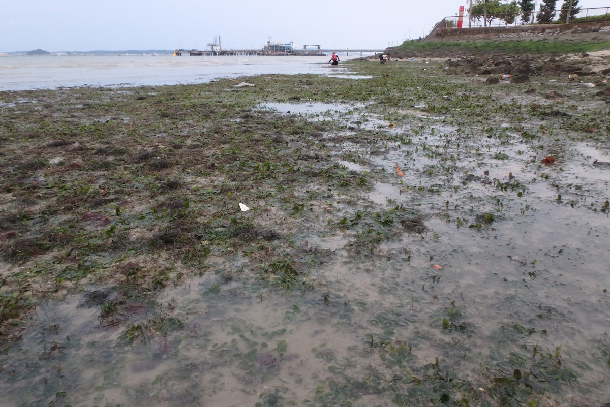 Planned reclamation near seagrass meadow sparks concerns over confidentiality of Singapore’s environmental reviews