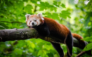 Red_Panda_Conservation_Himalayas