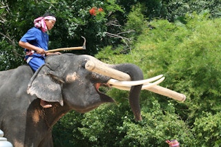 Zoo_Elephant_Thailand