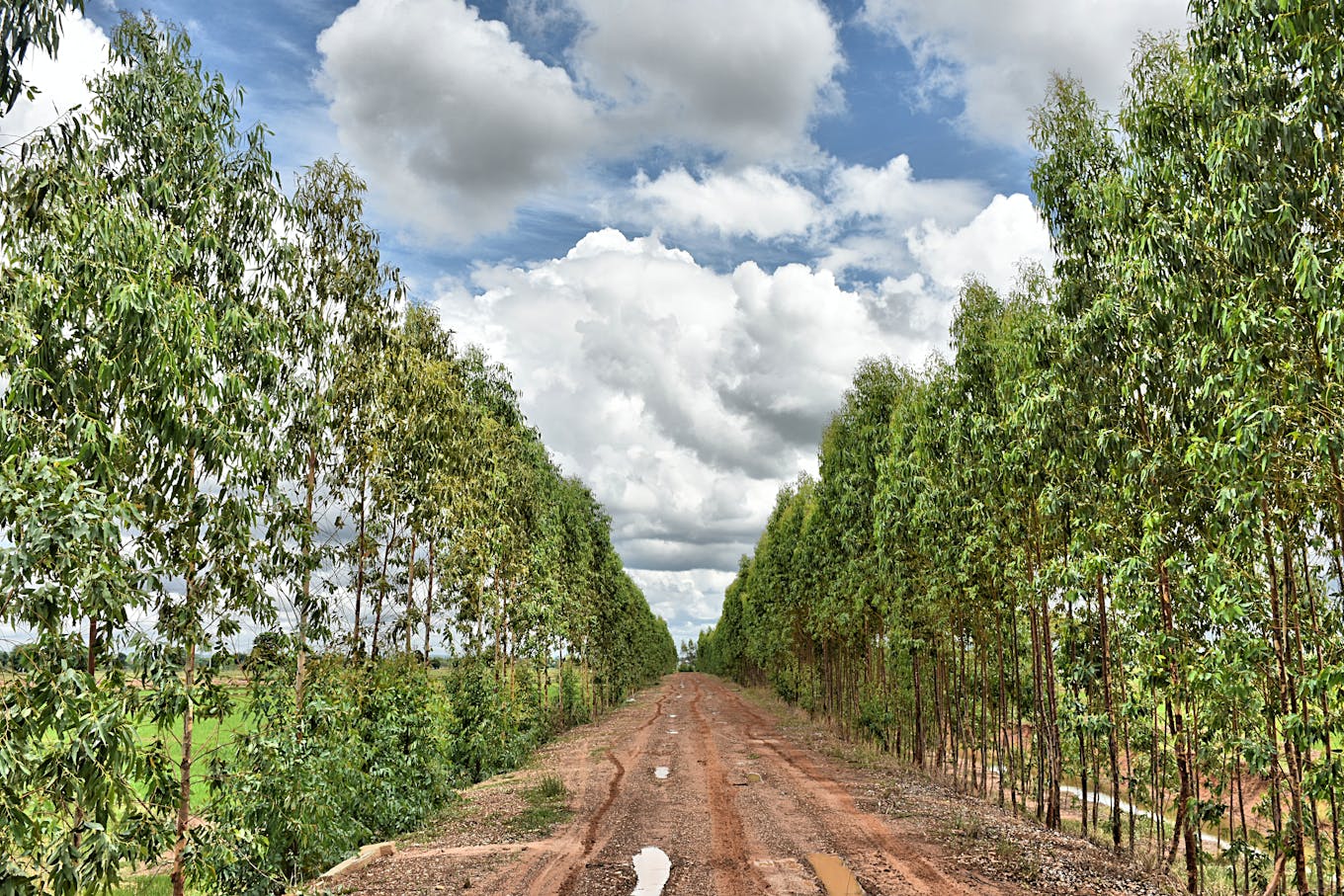 Trees line a dirt track in Thailand.