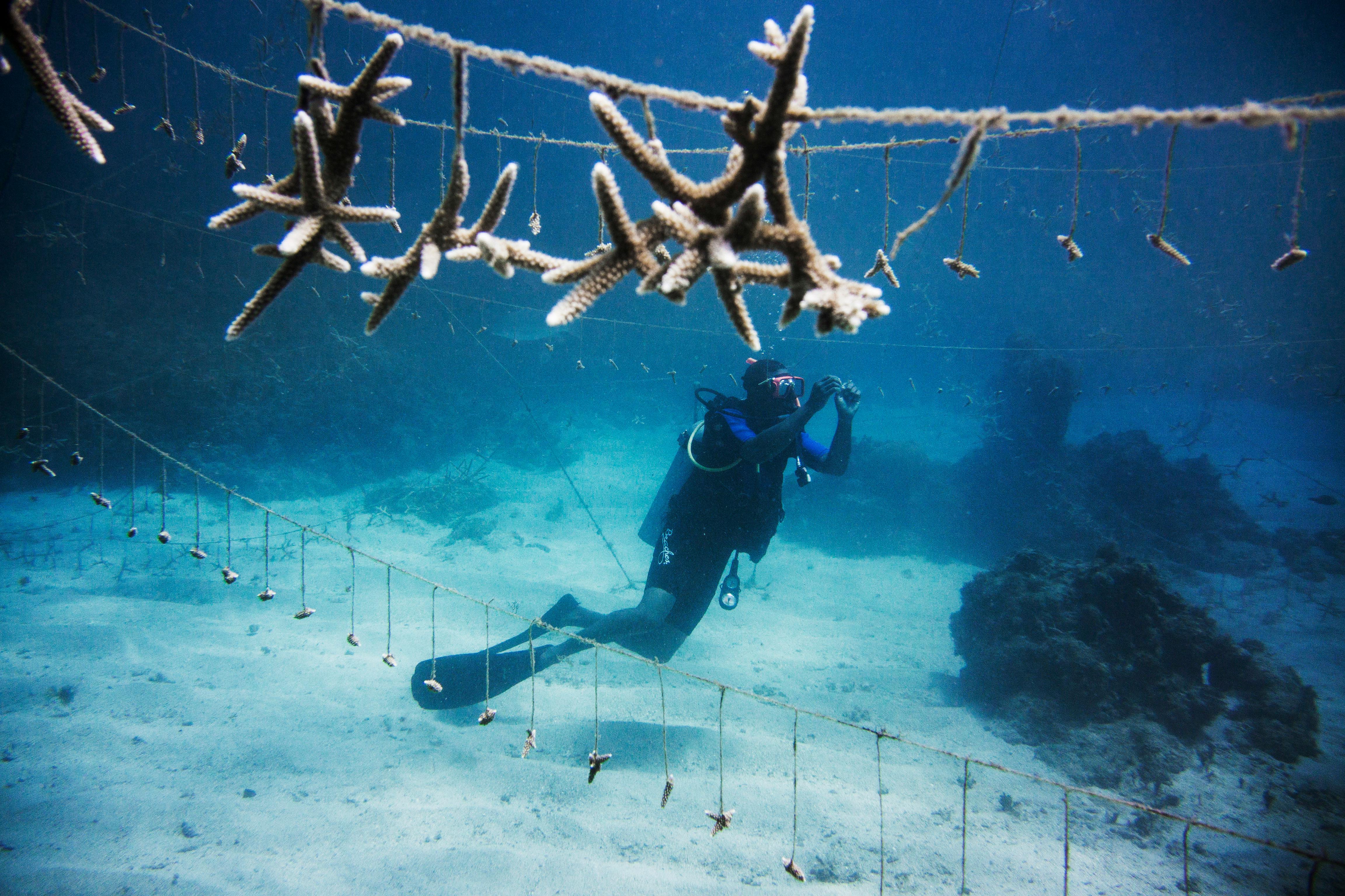 Coral_Farming_Innovation