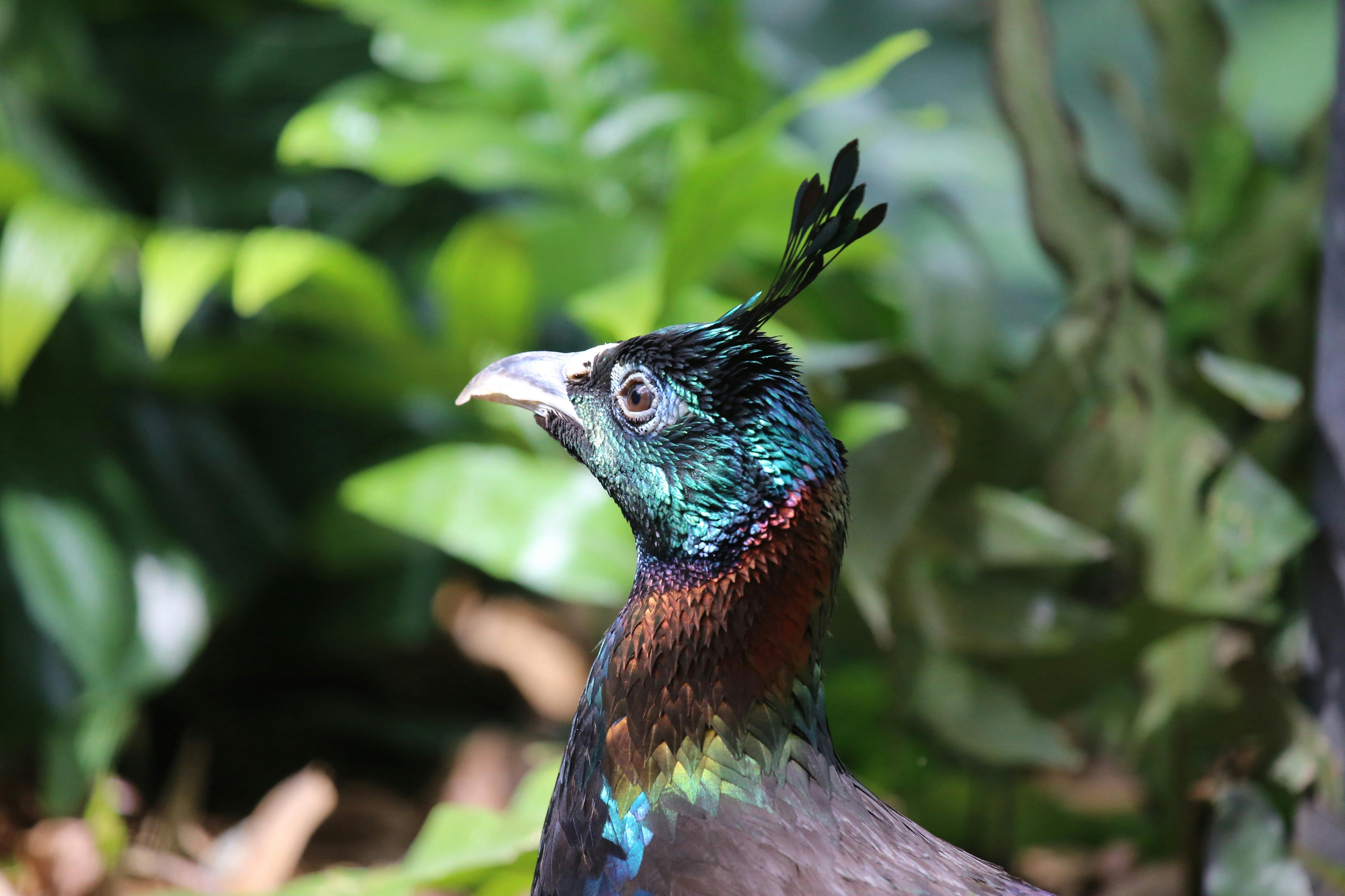 Monal_Pheasant_Himalayas