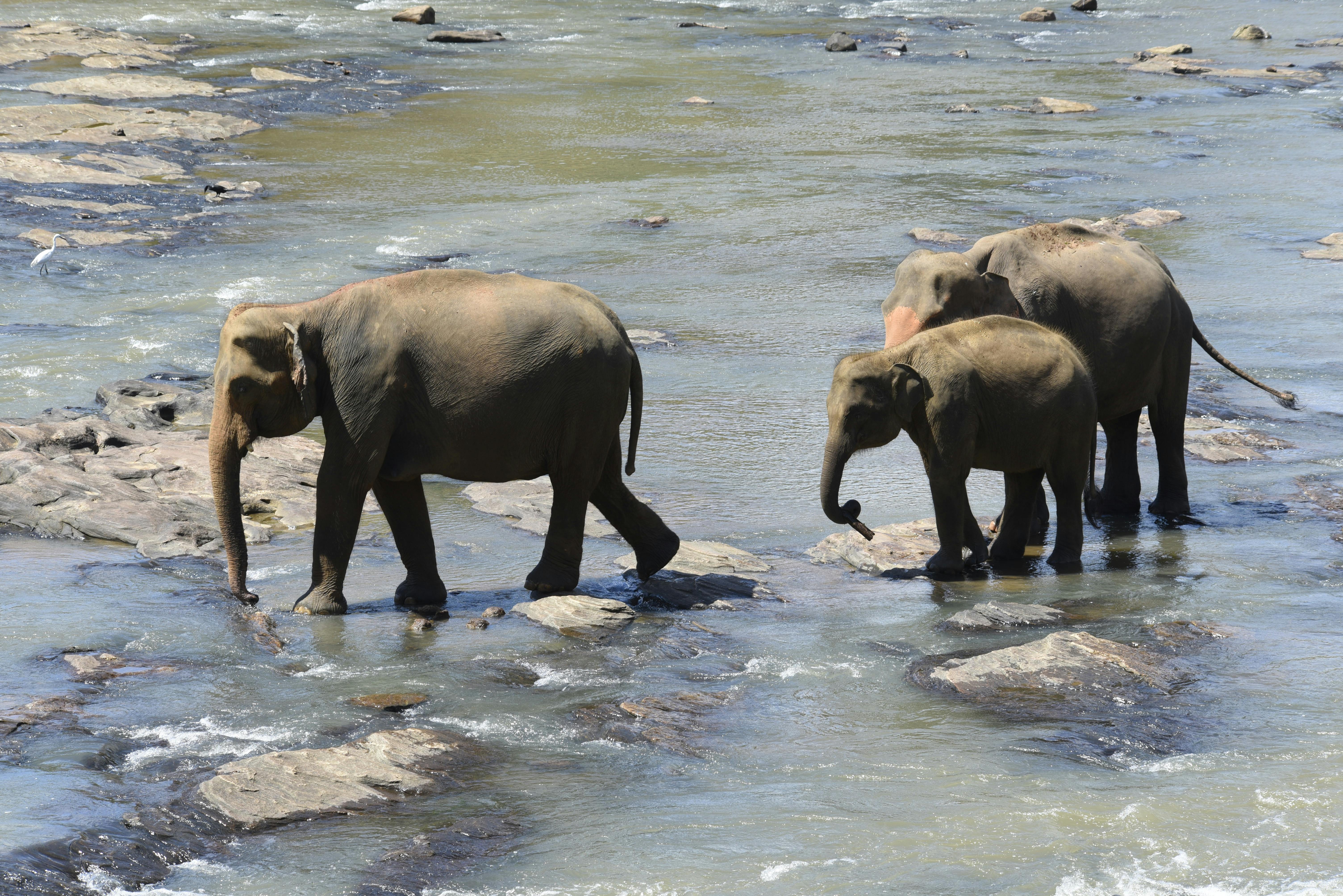Elephant_Habitat_Sri_Lanka