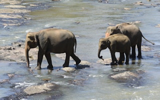 Elephant_Habitat_Sri_Lanka