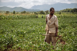 soybean farmer in malawi
