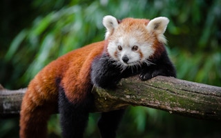 Red_Panda_Air_Pollution_Biodiversity
