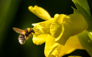 bumblebee pollinating flower