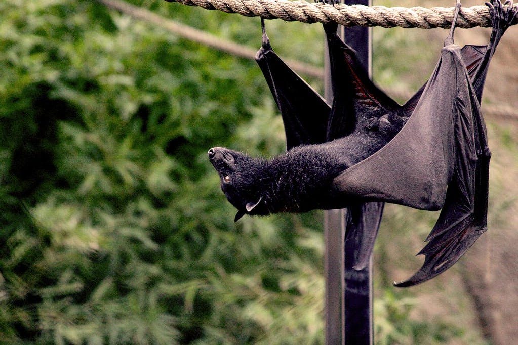 Flying Fox