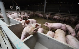 Pigs bred at the Qi Bu farm in Jiangxi Province, People's Republic of China.