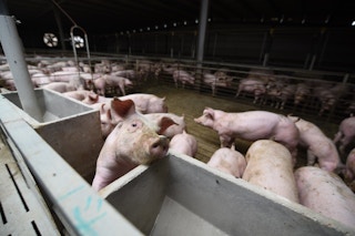 Pigs bred at the Qi Bu farm in Jiangxi Province, People's Republic of China.